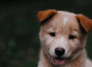 Wyprawka dla szczeniaka – sprawdź czy masz wszystko!