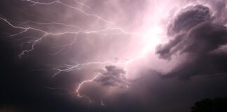 Jak smarować elektryczne nożyce do żywopłotu?
